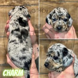 Charm - Dapple male Dachshund puppy in Fond Du Lac, Wisconsin from Clucking Homestead Springers & Dachshunds