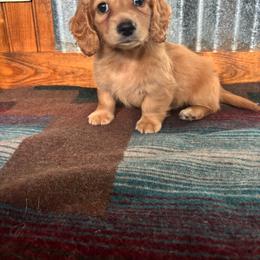 Cruz - Red male Dachshund puppy in Eustis, Florida from K8’s Dachshunds