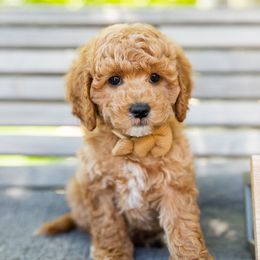 Boy 1 - Goldendoodle puppy in Riverton, Utah from Utah Doodlebug