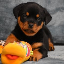 Darci - Black and mahogany female Rottweiler puppy in Catawissa, Pennsylvania from Sharp Ridge Rottweilers