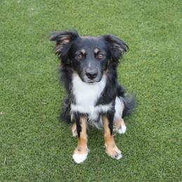 Tuxedo Bear - Miniature Australian Shepherd