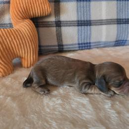 Boston - Red male Dachshund puppy in Klamath Falls, Oregon from Luvindoxys4u