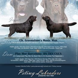 Labrador Retriever puppies from Petiwy Labradors