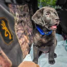 Blue collar - Black male Labrador Retriever puppy in Holyoke, Massachusetts from Urban Oak Labradors LLC