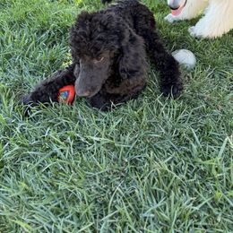 Yellow collar - Black male Poodle puppy in Hesperia, California from Whitesock Standard Poodles