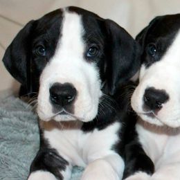 Great Dane Puppies from Stardust Danes