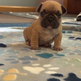 French Bulldog Puppies from Frenchie Kingdom