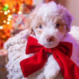 Rosalie - female Aussiedoodle puppy in Redding, California from Farmstead Doodles