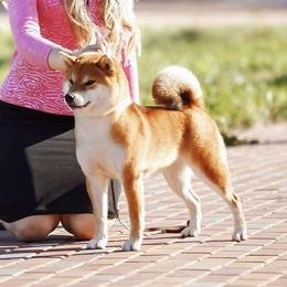 Shiba Inu puppies from Tokubetsuna Shibas