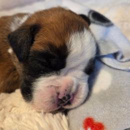 Maverick Blue fawn - Fawn male Boxer puppy in Marion, Montana from Serendipity's European Boxers