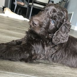 Goldendoodle and Bearded Retriever Puppies from Emma Lee Doodles