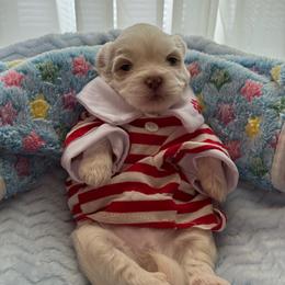 Maverick - White male Shih Tzu puppy in Etoile, Texas from Dollface Dollie’s Shih Tzus