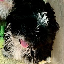 Kiki - Black and white female Shih Tzu puppy in Victorville, California from Precioustzus