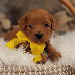 Oakley - Red  male Goldendoodle puppy in Warrior, Alabama from Elite Goldendoodles and Bernedoodles
