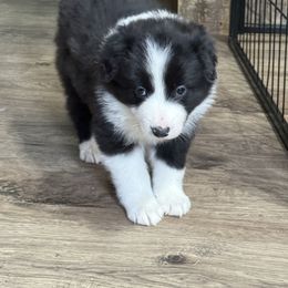Jet - Black and white male Border Collie puppy in Guffey, Colorado from Sunset Ridge