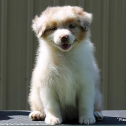 Australian Shepherd Puppies from RisingStar Australian Shepherds