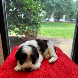 Angelica - Parti female Miniature Schnauzer puppy in Clover, South Carolina from Bobo’s Babies Kennels