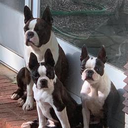 Boston Terriers from Veronica’s Boston’s