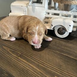 Apricot Abstract Girl - Apricot female Goldendoodle puppy in Lancaster, South Carolina from Silver Hill Farm SC