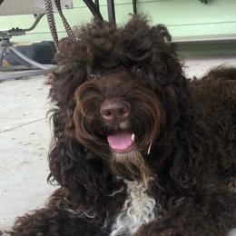 Gracie - Australian Cobberdog