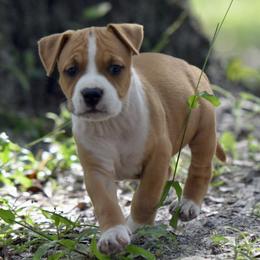 Girl 3 - Red female American Staffordshire Terrier puppy in St. Augustine, Florida from LBK & Ancient City
