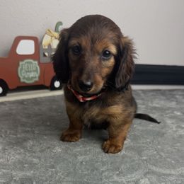 Konstantine - Red male Dachshund puppy in Gilbertsville, Kentucky from DeLaunes Dachshunds