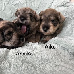 Miniature Schnauzer Puppies from Happy Schnauzer
