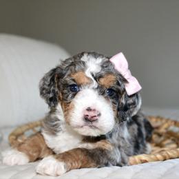 Lily - Blue merle female Bernedoodle puppy in Apple Creek, Ohio from Cuddle Paws