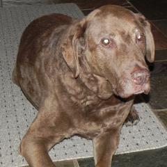 Chesapeake Bay Retriever All Grown Up from Wild Wood Chesapeakes