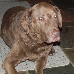 Chesapeake Bay Retriever All Grown Up from Wild Wood Chesapeakes