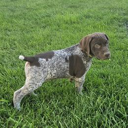 German Shorthaired Pointers from Rachel Fledderman