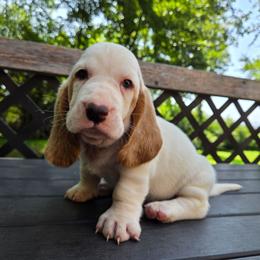 Zeke - Lemon and white male Basset Hound puppy in Denison, Texas from Emma Lou's Baby Bassets