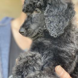 Poodle Puppies from Parapoodles