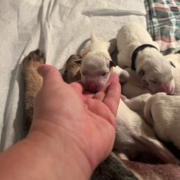 Girl 2 - Australian Cattle Dog puppy in Maryland from Hernwood Heelers & Poodles