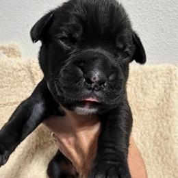 Ace - Brindle male Boxer puppy in Murrieta, California from Boxerpupziesrock
