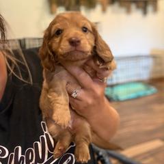 Pauly - Red male Dachshund puppy in Harold, Kentucky from Taylors Tiny Tails