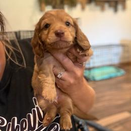 Pauly - Red male Dachshund puppy in Harold, Kentucky from Taylors Tiny Tails