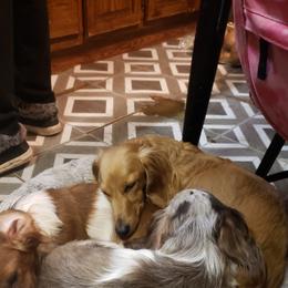 Be-Be  - Dachshund