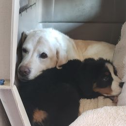Bernese Mountain Dog Puppies from Lonesome Pine Farm