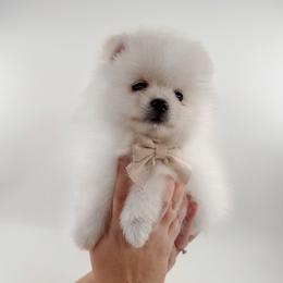 Teddy - White male Pomeranian puppy in California from Petite Poms Of CA