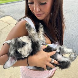 Miniature Schnauzer Puppies from Black Gold Miniature Schnauzers