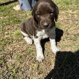 German Shorthaired Pointer Puppies from Echo Acres Farm