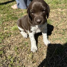 German Shorthaired Pointer Puppies from Echo Acres Farm