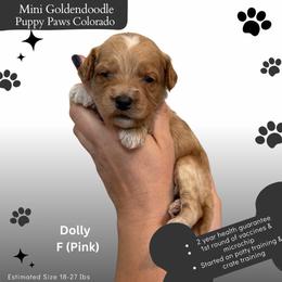 Dolly - Apricot female Goldendoodle puppy in Fort Lupton, Colorado from Puppy Paws Colorado