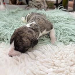 Astra - Fawn brindle female Whippet puppy in Fort Myers, Florida from Rainbow Whippets