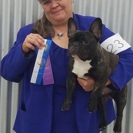 T Bone - French Bulldog