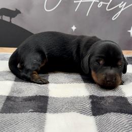 Bentley - Black and tan female Dachshund puppy in Colbert, Oklahoma from Brooke Crenshaw