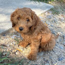 Penny - Caramel red female Labradoodle puppy in Montrose, Colorado from Ithilien Labradoodles