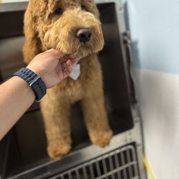Goldendoodle All Grown Up from Alyssa Xxweetdoodles