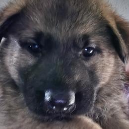 German Shepherd Puppies from Slippery Slope Shepherds